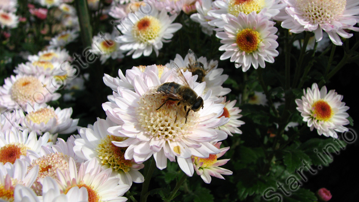 Пчела на белом цветке хризантемы Медея.