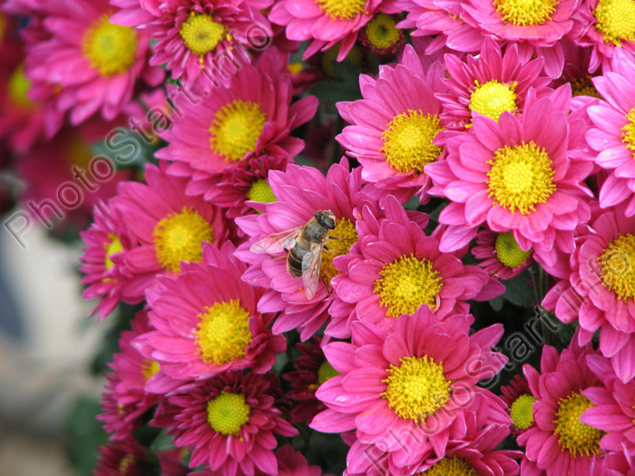 Пчелкина радость - осенние хризантемы.