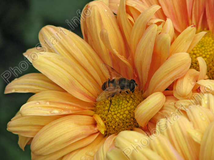Цветок хризантемы в капельках росы с сидящей в нем пчелой.