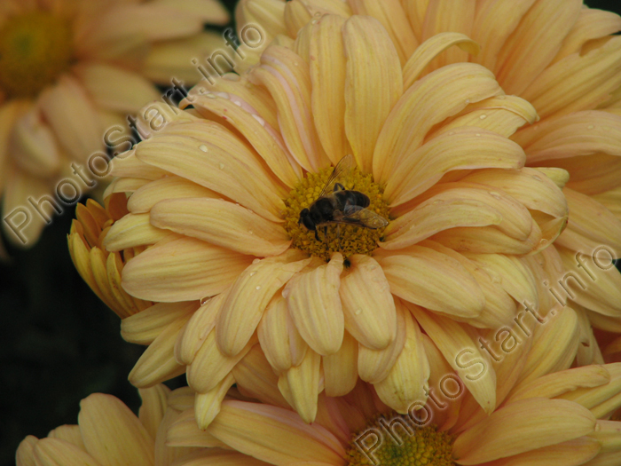 Пчела в лепестках хризантемы Dramatic.