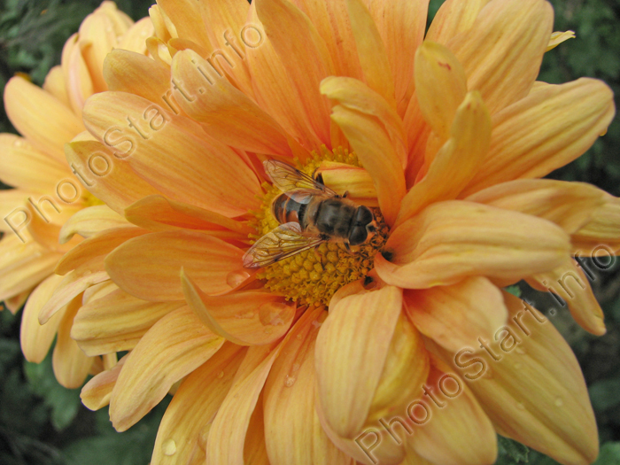 Пчела в цветке хризантемы \"Резюме\".