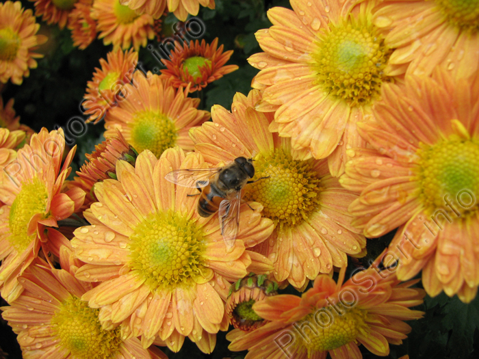 Пчела на цветах с капельками росы.