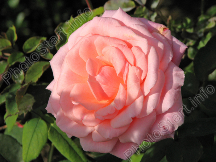 Чайная роза нежно-розового оттенка.