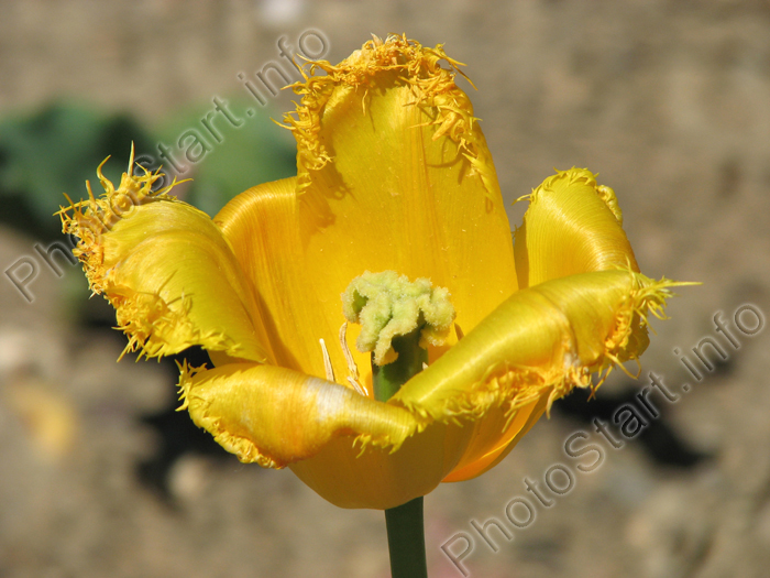 Бахромчатый жёлтый тюльпан Гамильтон.