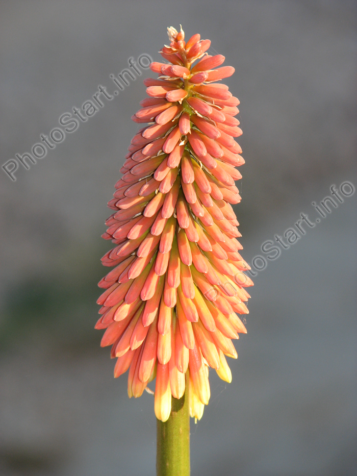   ,   (Kniphofia).