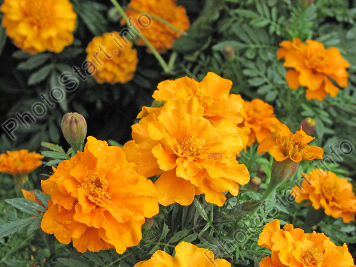 pictures of flowers and names. Orange marigold flowers.