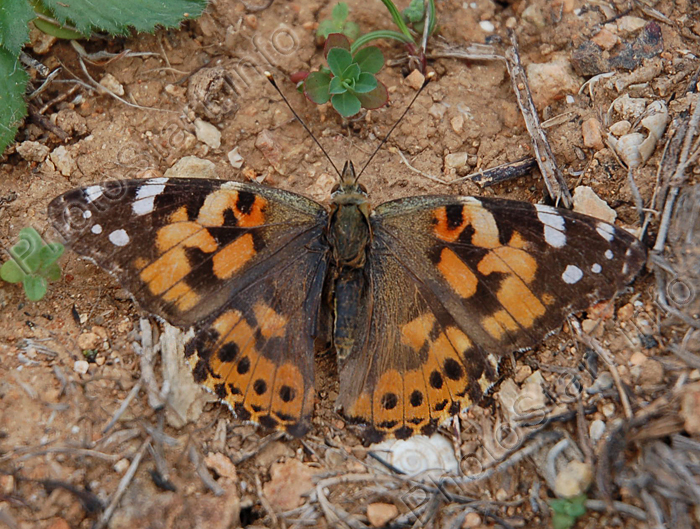 Осенняя бабочка репейница (Cynthia cardui).
