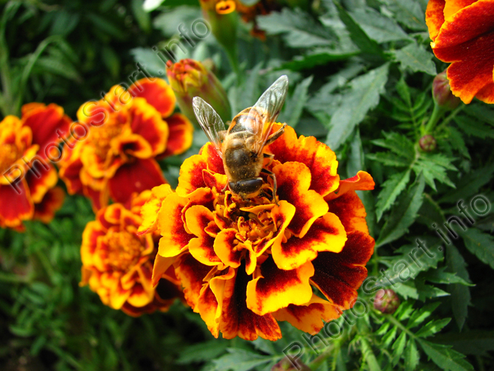 Пчела, сидящая на цветке бархатца.