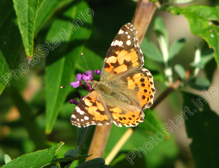   (Cynthia cardui)   .