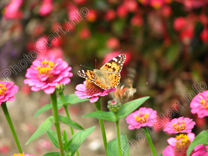 Бабочка репейница (Cynthia cardui) на розовом цветке.