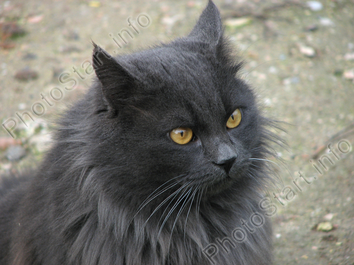 Black And Grey Cat. Grey cat with golden eyes - 1.