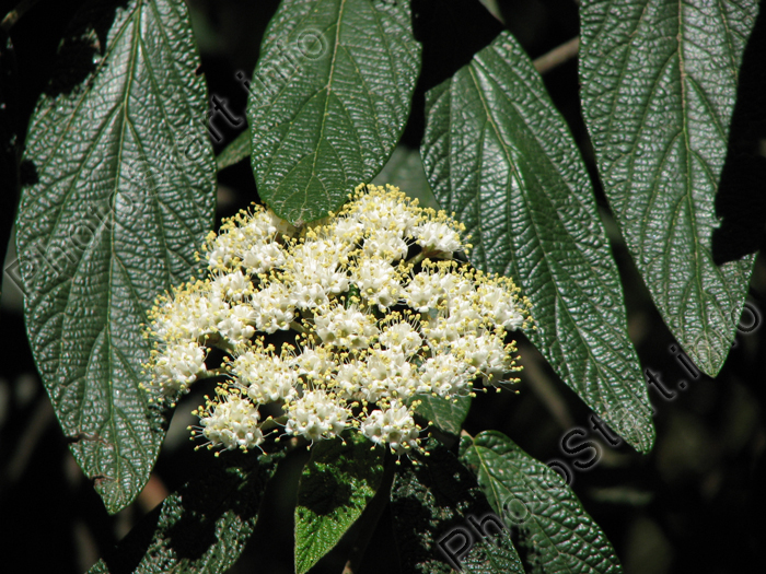   (Viburnum Rhytidophyllum).     - .