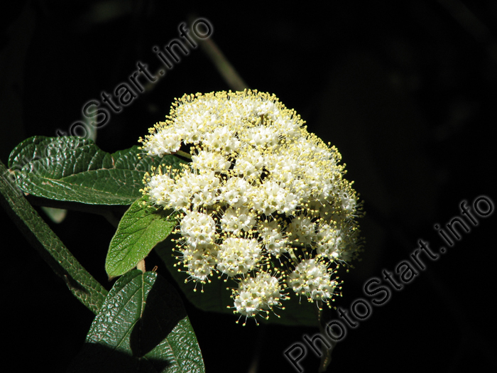 Калина морщинолистная (Viburnum Rhytidophyllum). Гроздь белых цветов.