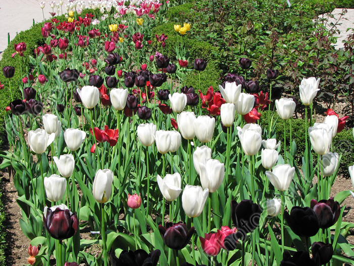 Клумба с черными и белыми тюльпанами в Никитском Ботаническом Саду.