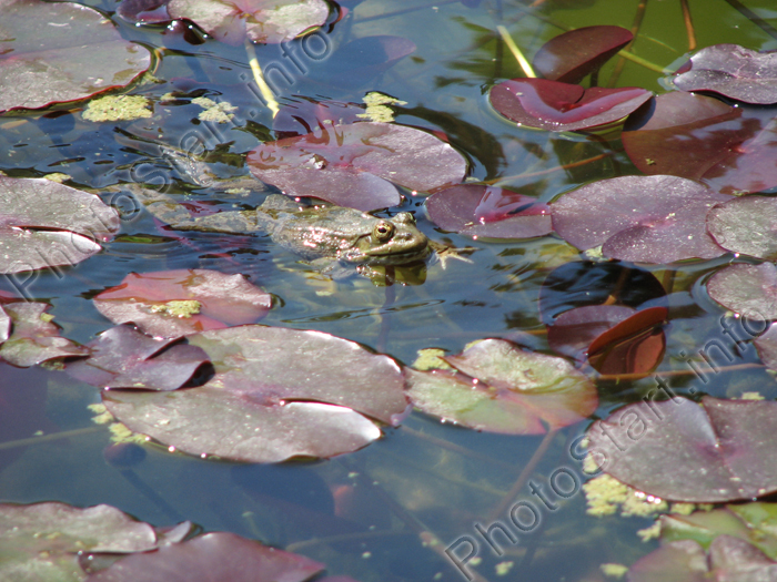 Лягушка, плывущая среди листьев водяной лилии.