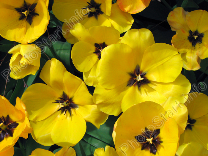 Раскрытые желтые тюльпаны.