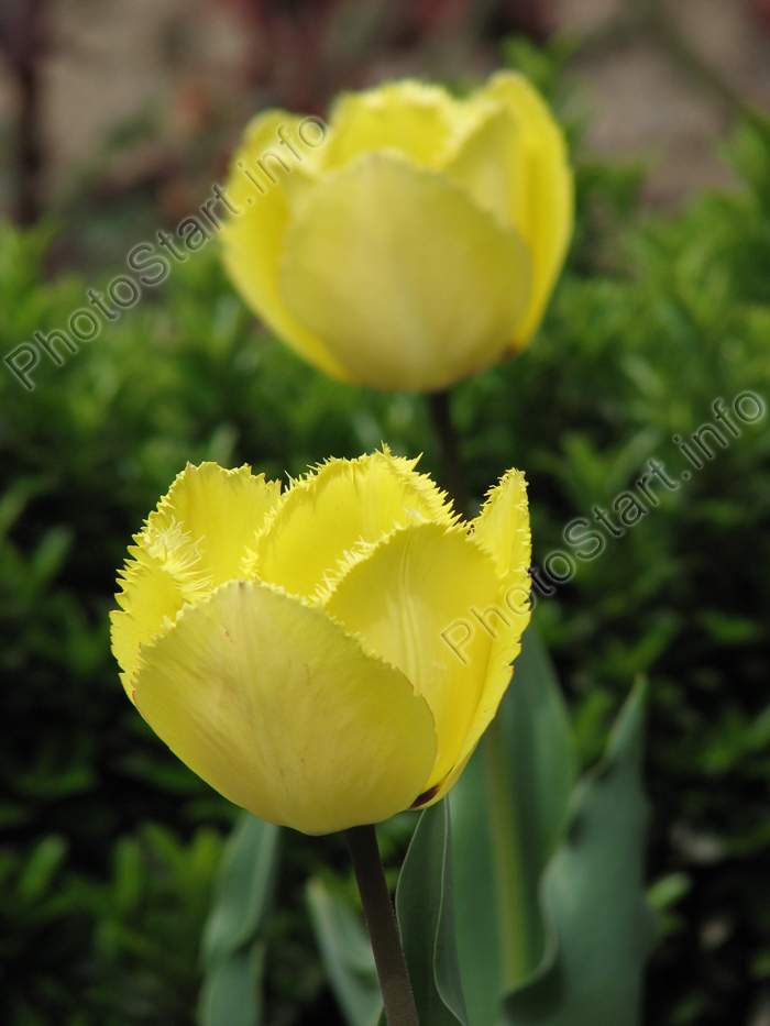        (Fringed Golden Apeldoorn).