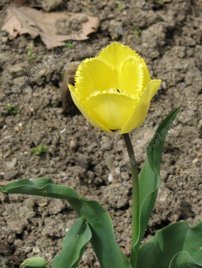 Желтый тюльпан Фринжед Голден Апельдорн (Fringed Golden Apeldoorn) из Никитского Сада.