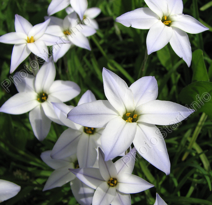    (Wisley Blue).
