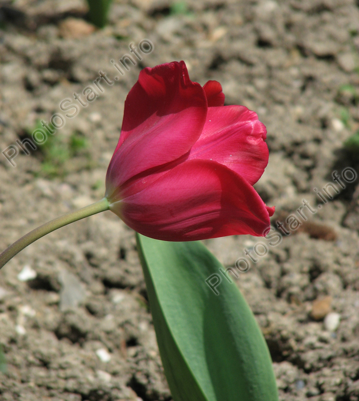Малиновый тюльпан и листик.