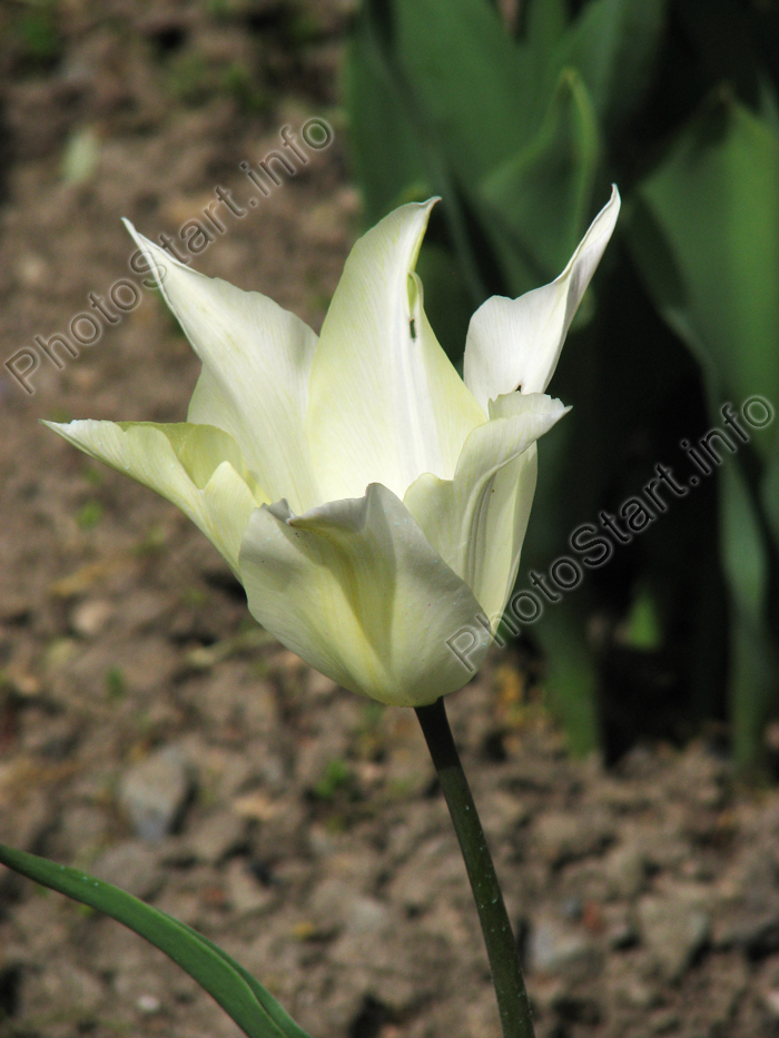 Белый лилейный тюльпан.