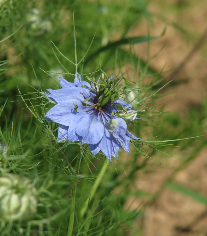 Декоративный голубой цветок Чернушка Дамасская.