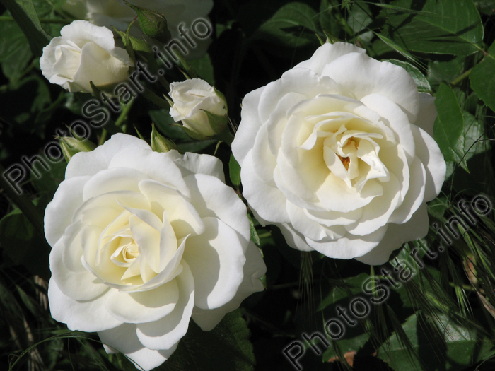 Два цветка белой плетистой розы.