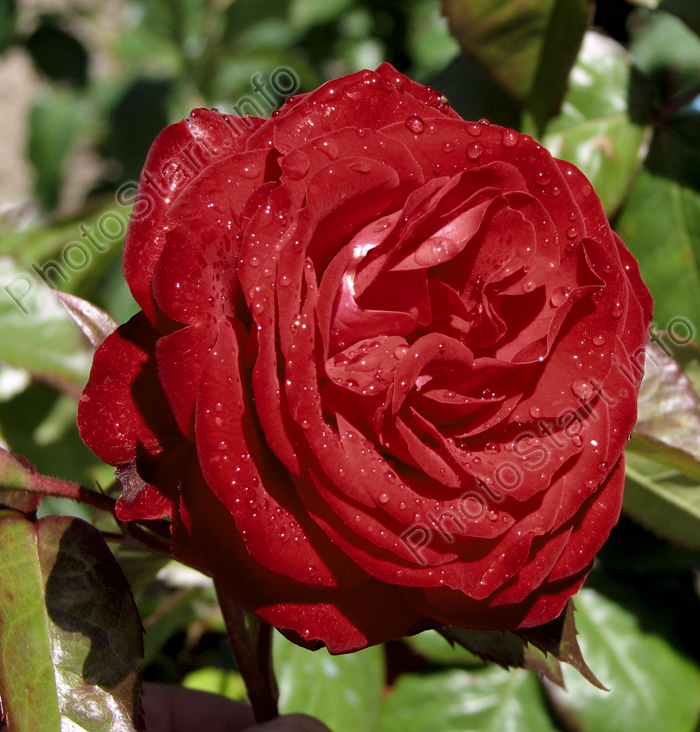 Красная роза в капельках росы.