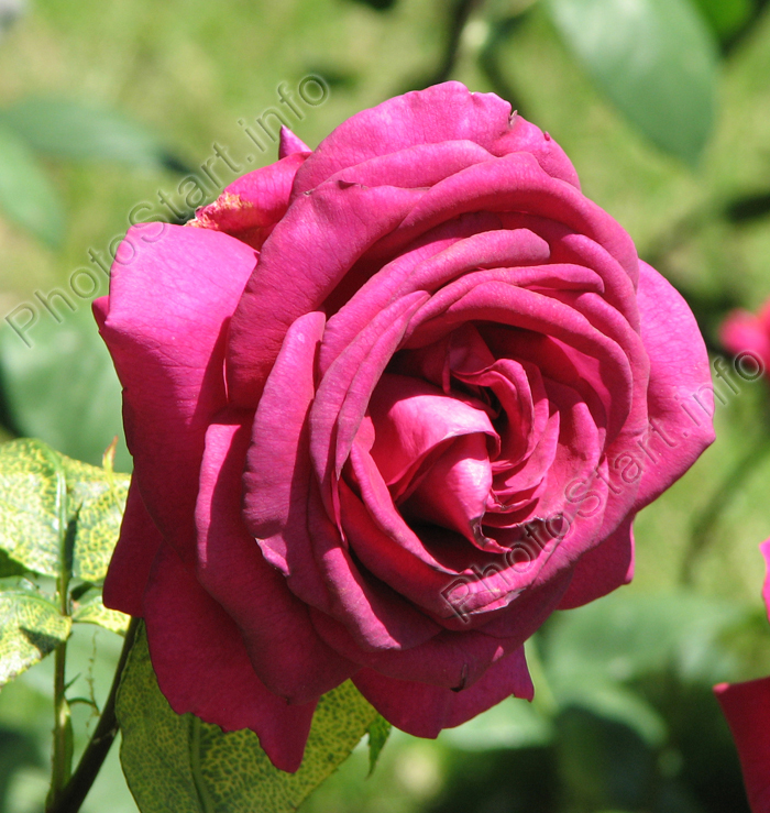 Чайно-гибридная роза Биг Пёпл (Big Purple).