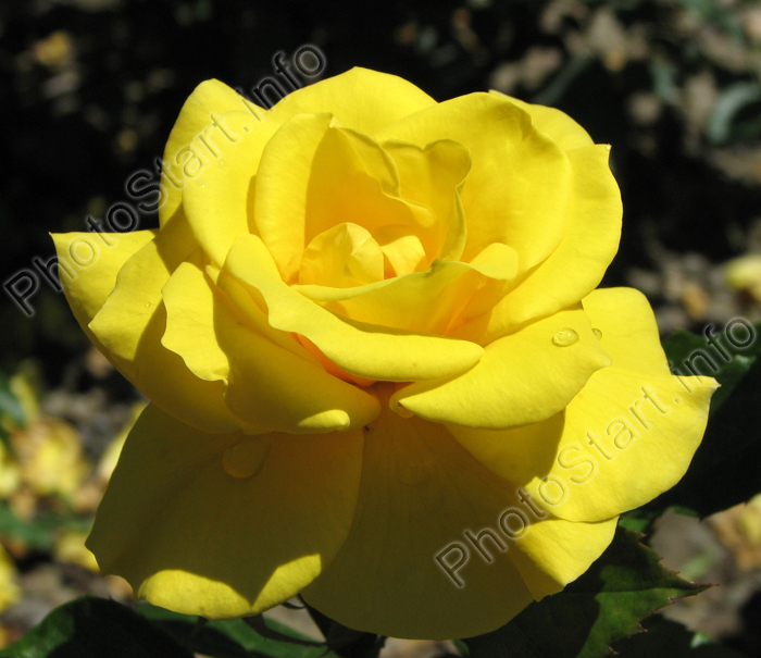 Чайно-гибридная желтая роза Мабелла (Mabella).