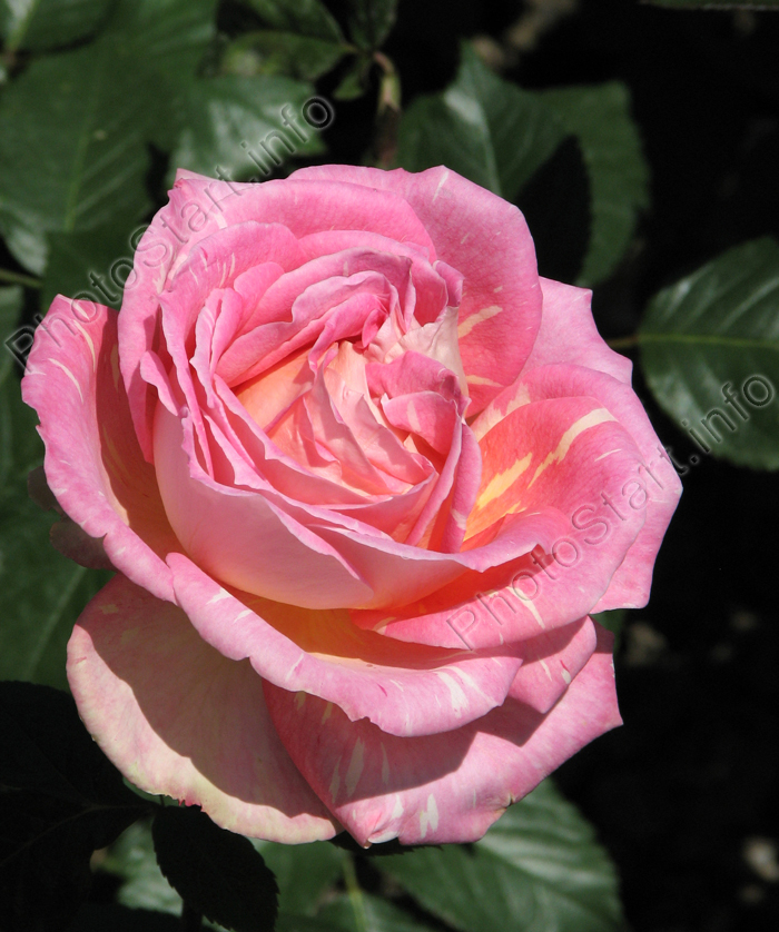 Розовая роза с кремовыми вкраплениями.
