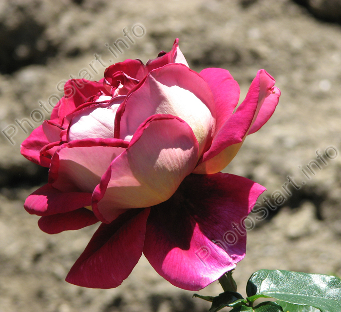 Чайно-гибридная роза Кроненбург (Kronenbourg). Интродукция Никитского ботанического сада.
