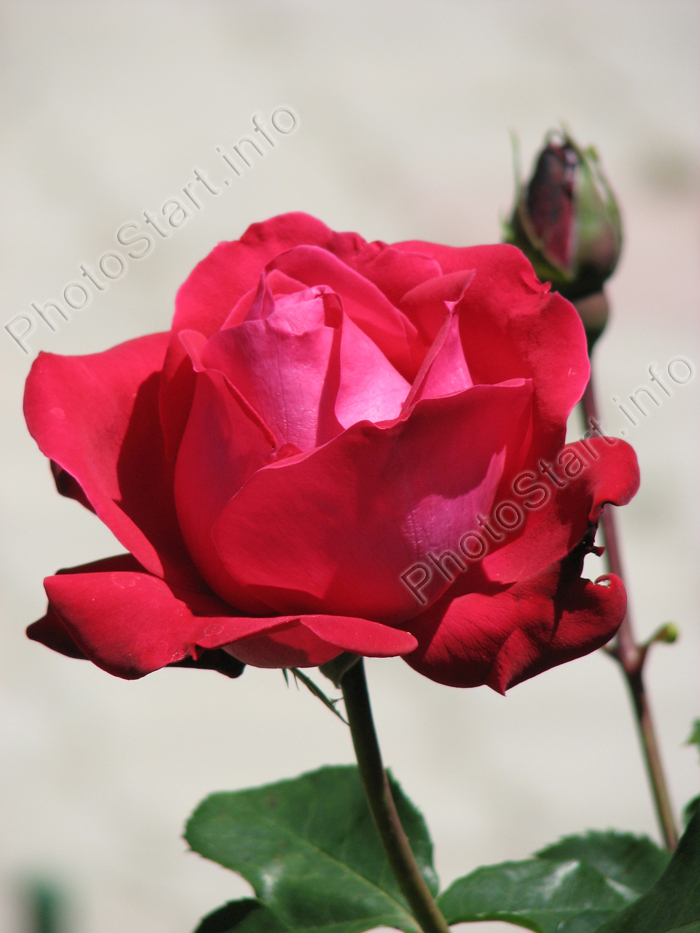 Красная роза Червонная Дама (Dame de Coeur).