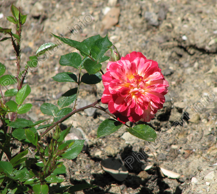 Двухцветная роза с красно-белыми лепестками.