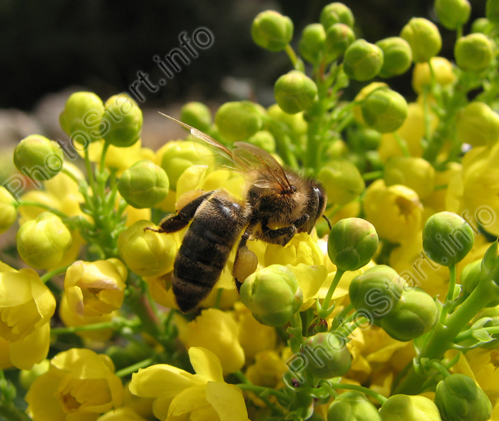 Пчела над желтыми цветами.