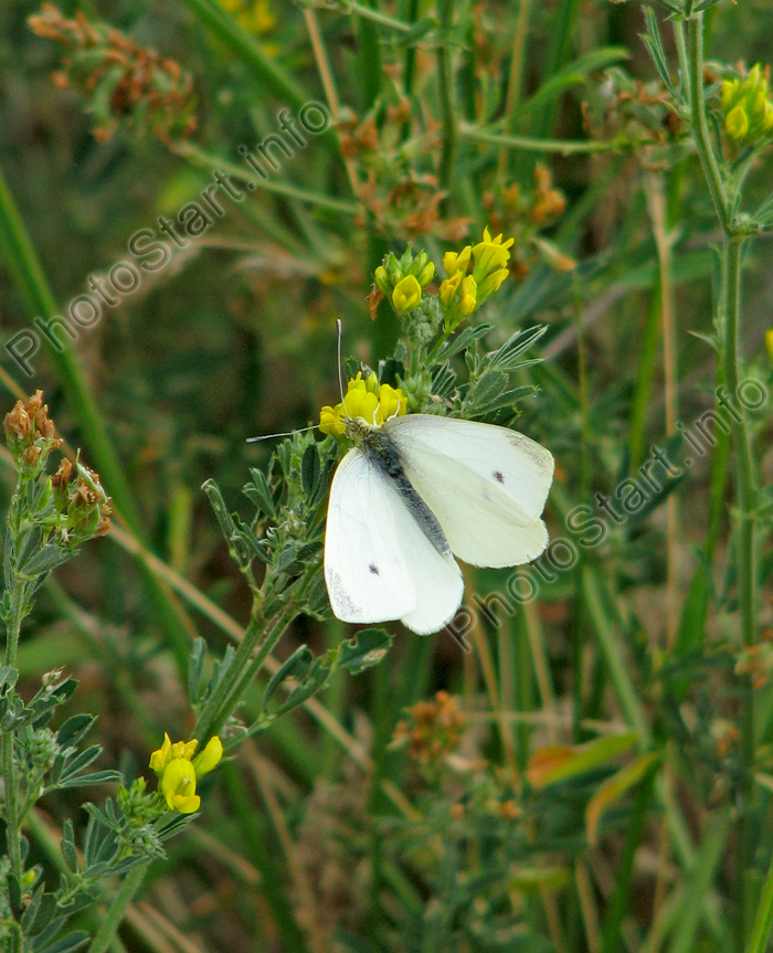 Бабочка-капустница (белянка) на траве.