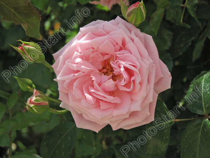Плетистая розовая роза с бутонами.
