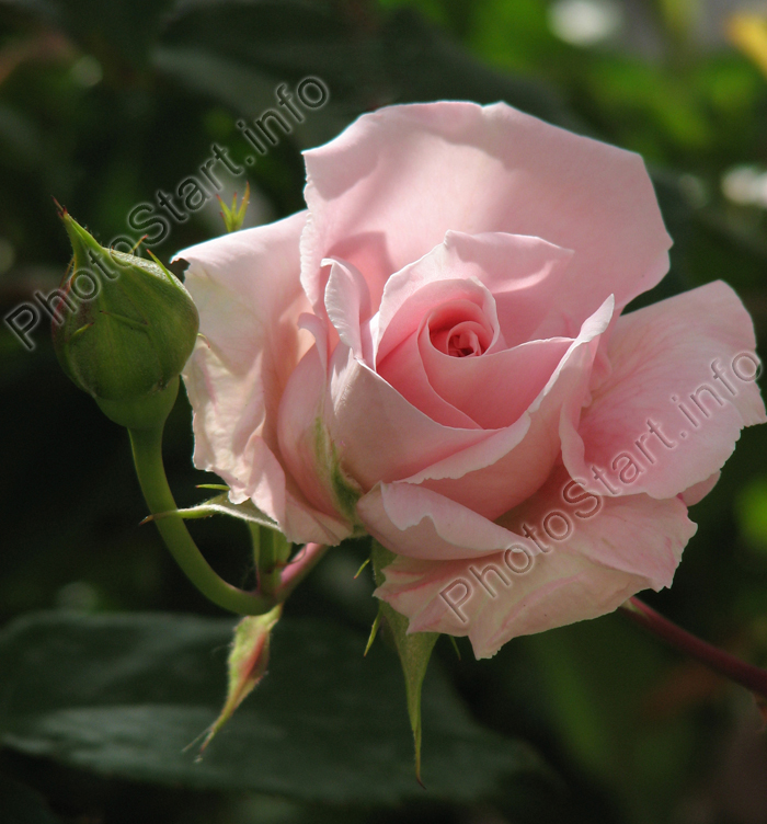 Распускающаяся плетистая розовая роза.