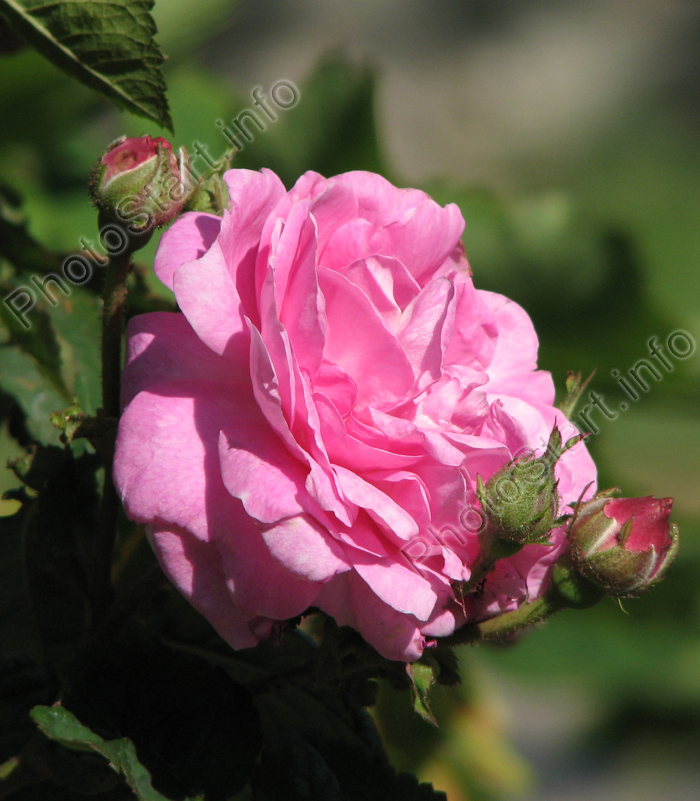 Цветок розовой розы в окружении бутонов.