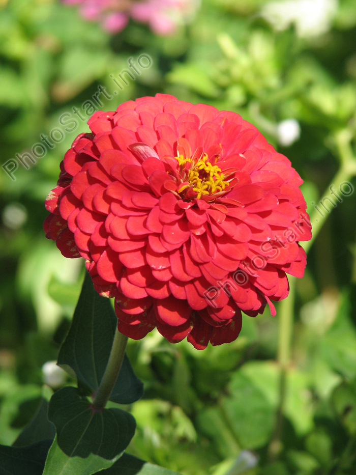     (Crimson Monarch).