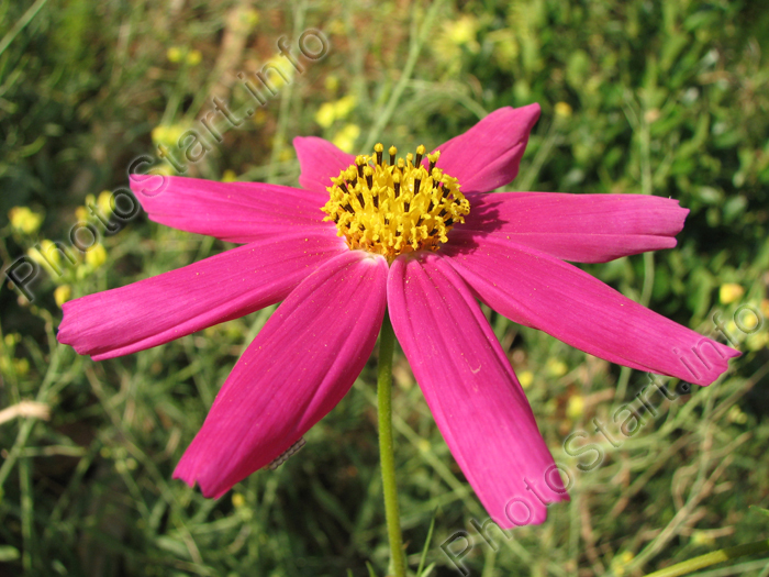 Ярко-розовый цветок Космея (или Космос).
