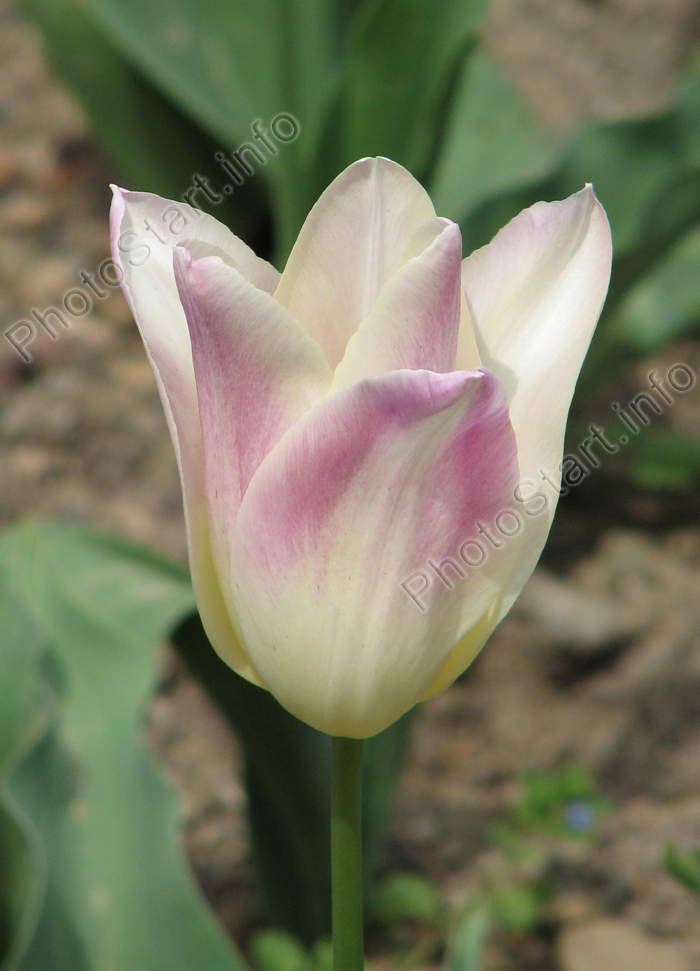 Белый тюльпан с сиреневым отсветом на лепестках.