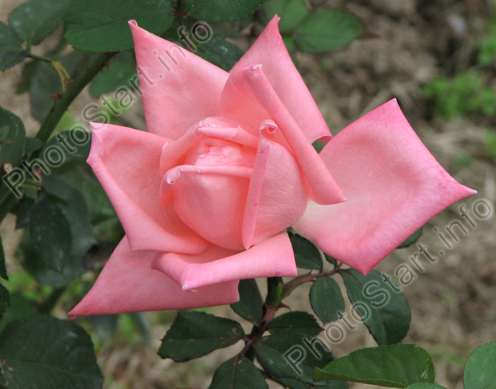 Раскрывающаяся бледно-розовая роза.