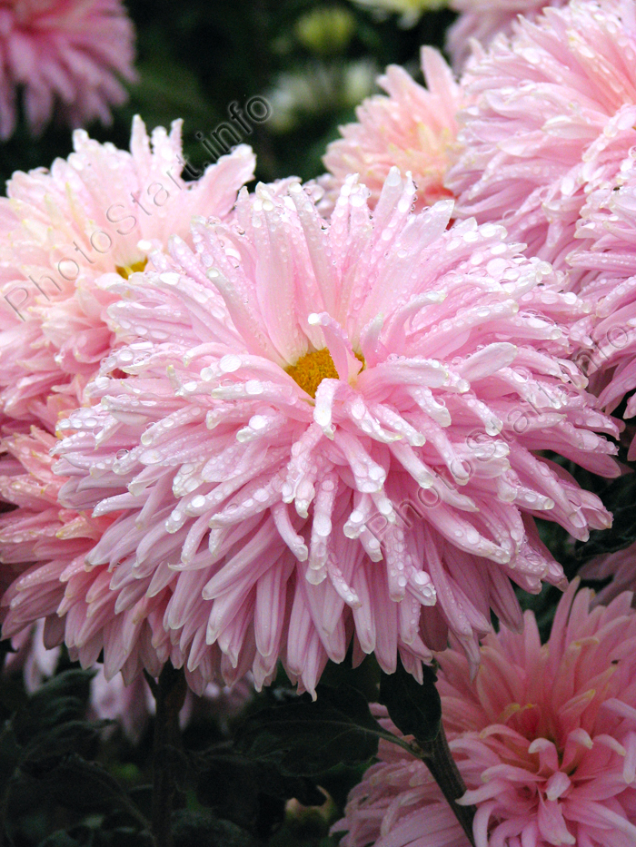 Цветок розовой хризантемы Ройал Саутдаун Пинк (Royal Southdown Pink).