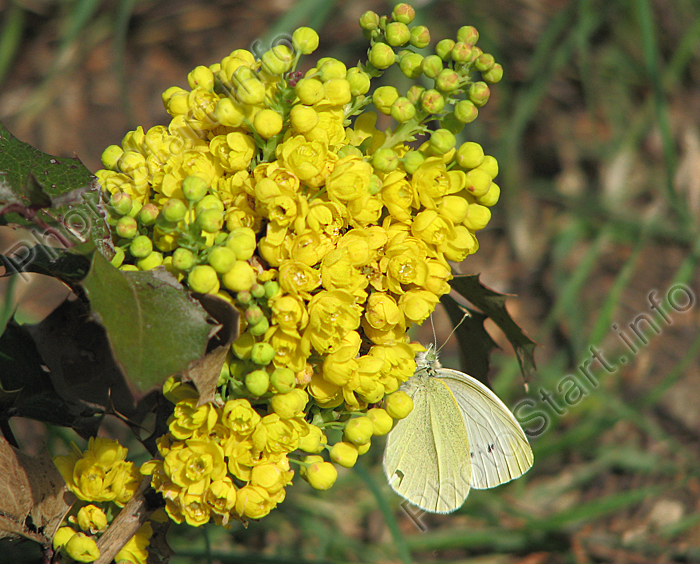 Бабочка-капустница на жёлтых цветах магонии.