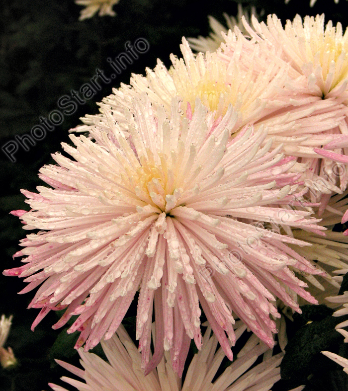 Бело-розовый цветок хризантемы Dalystar.