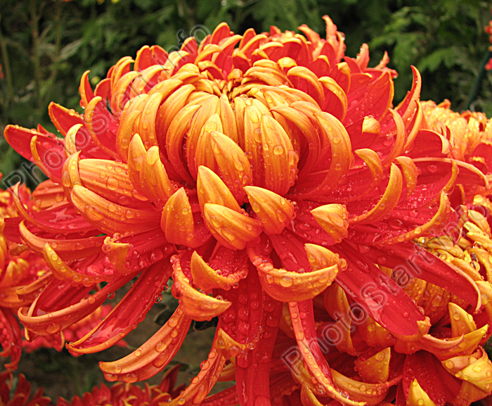 Photo  "Fiery red chrysanthemum Jacob Lane. " :: PhotoStart - amateur photo site.
