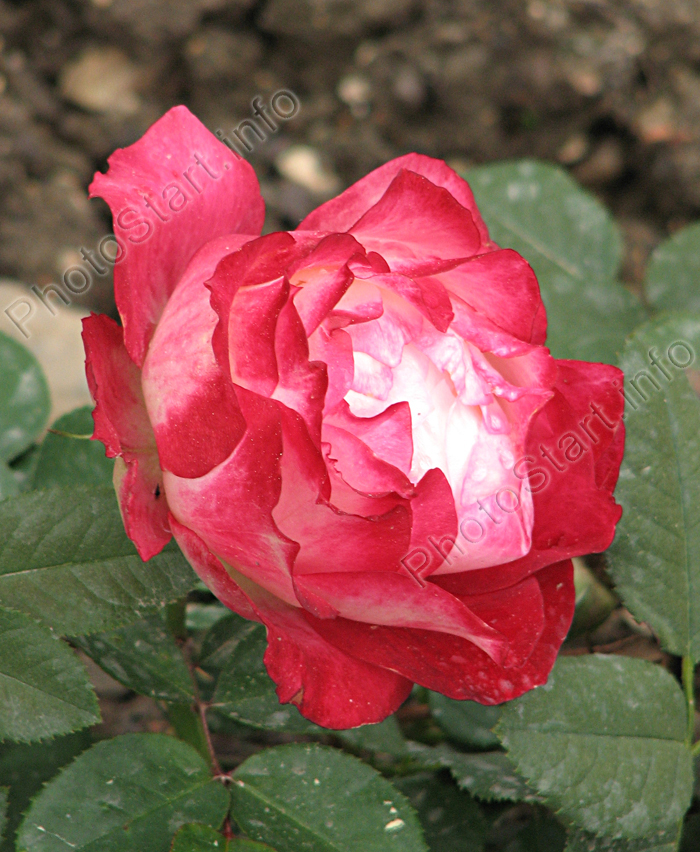 Красно-белая роза из коллекции НБС.