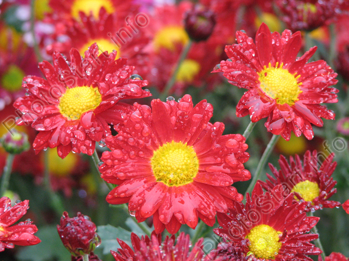 Ярко-красные садовые хризантемы Аллегро (Allegro).