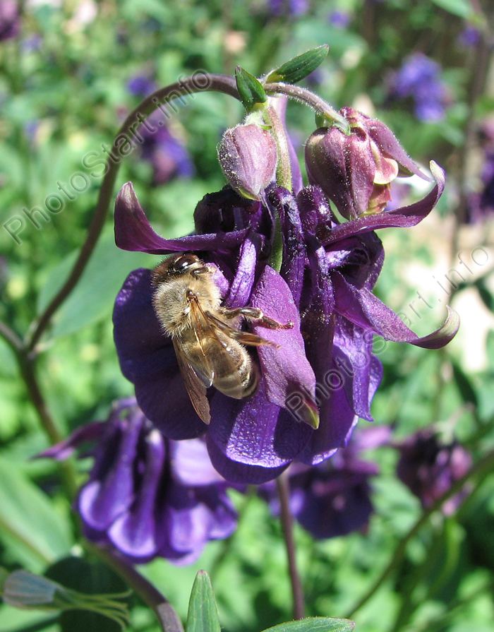 Пчела на фиолетовом цветке аквилегии.